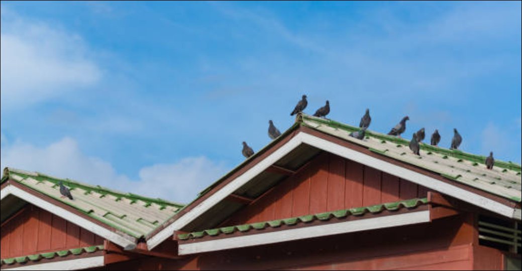 Metal roofing services in Denver Best metal roofing company Denver Denver environmentally friendly roofing